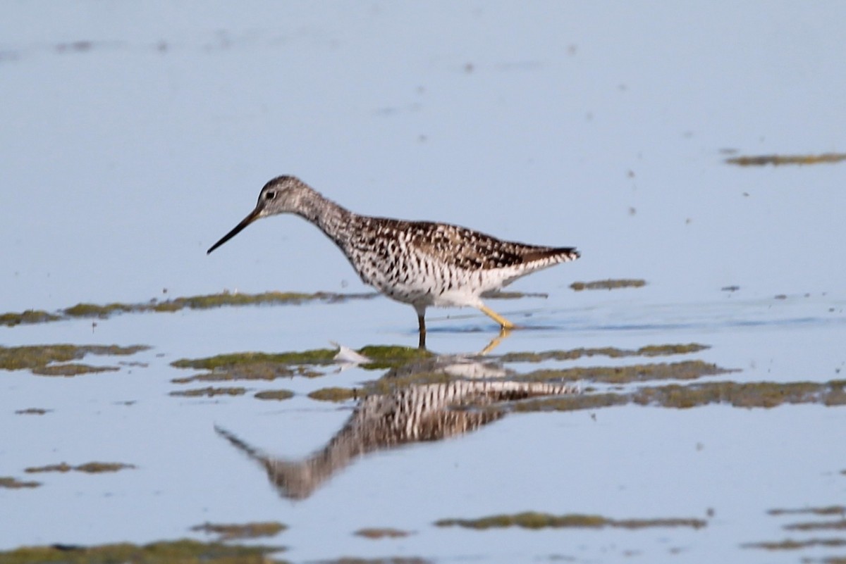 Greater Yellowlegs - ML638323420