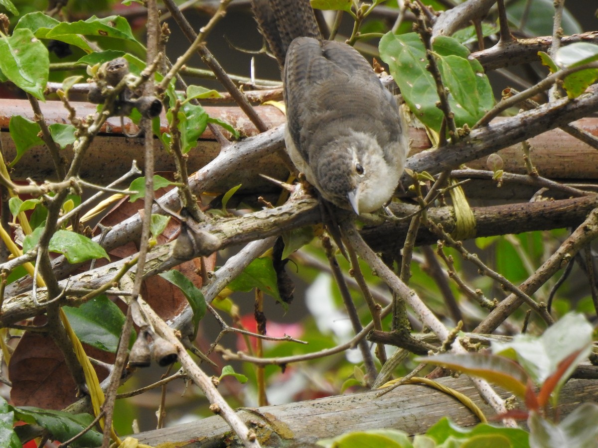 Southern House Wren - ML638323422