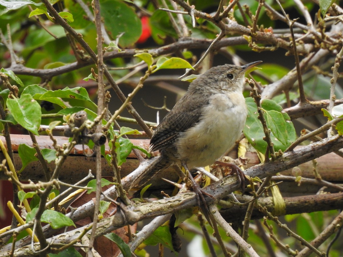 Southern House Wren - ML638323423