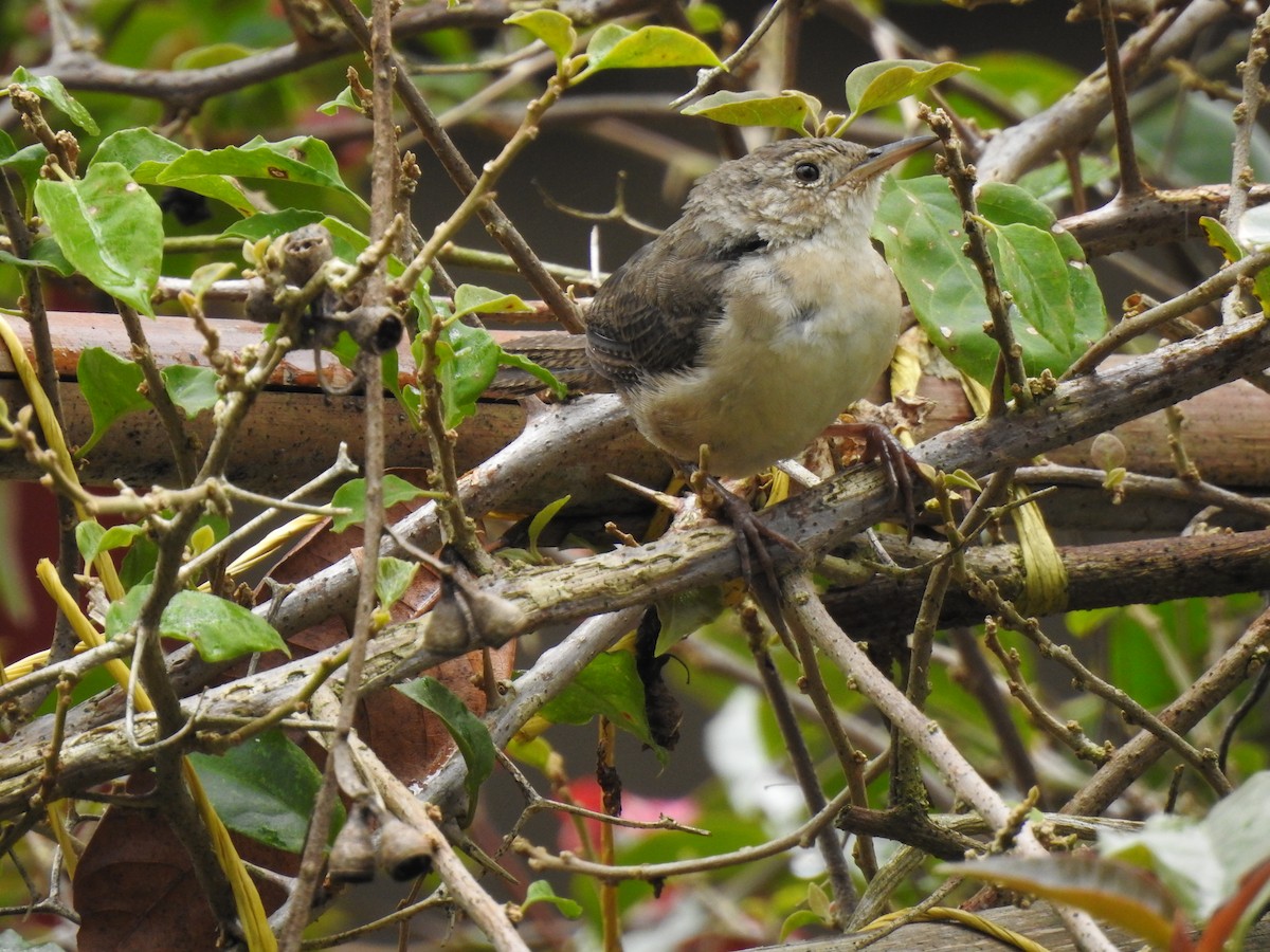 Southern House Wren - ML638323424