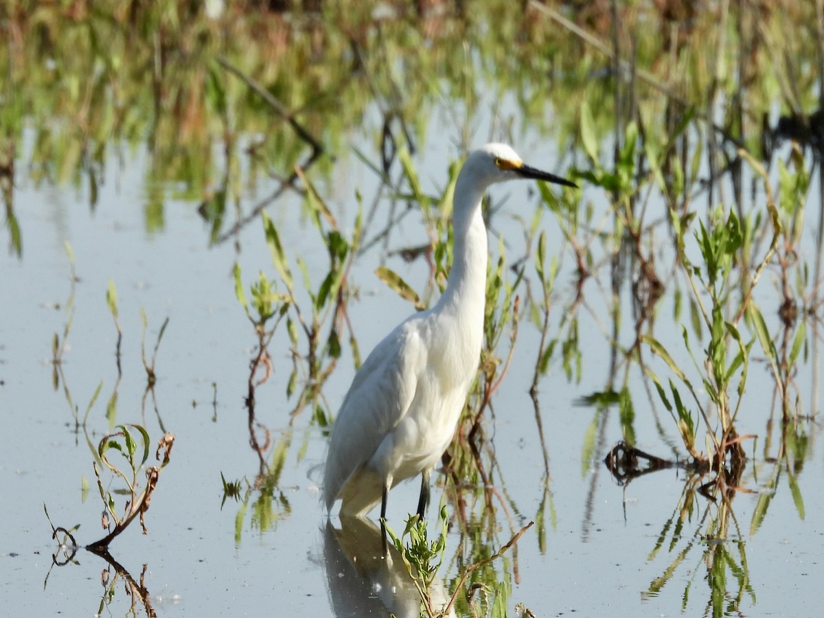 Snowy Egret - ML638323425