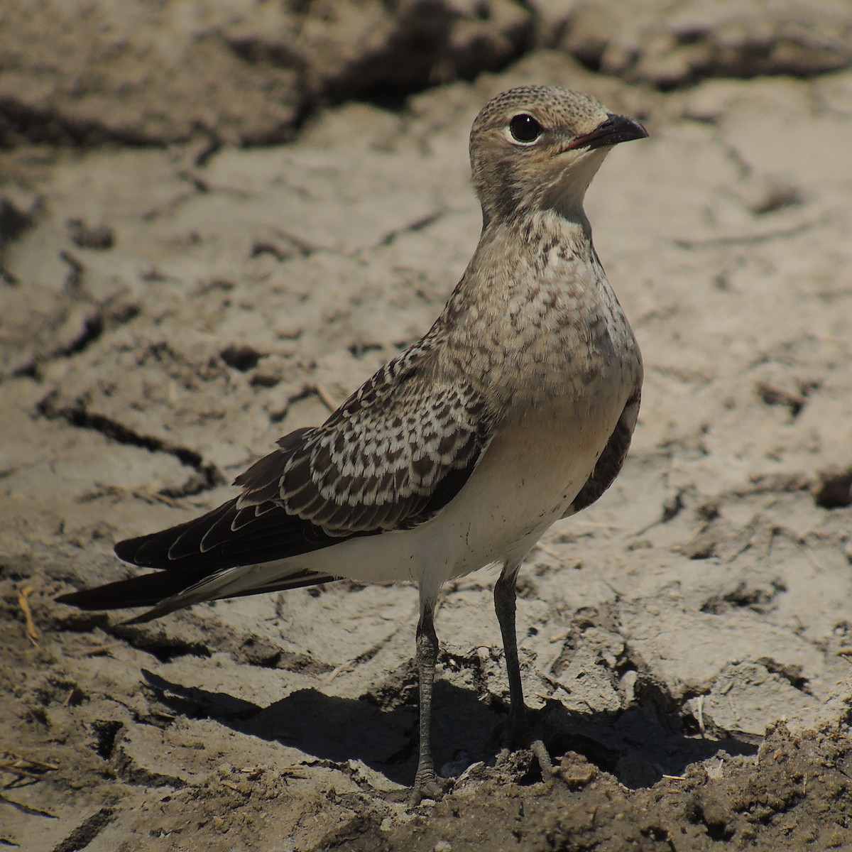 Pratinkola eurasiarra - ML638323429