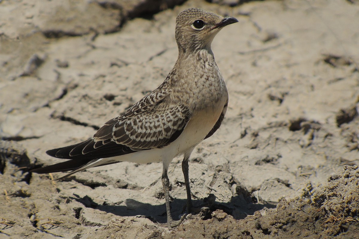 Pratinkola eurasiarra - ML638323430