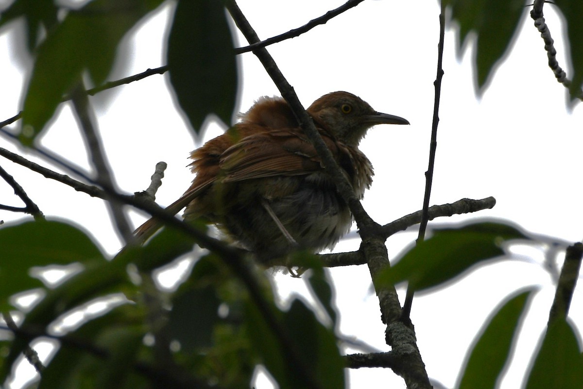 Brown Thrasher - ML638323442