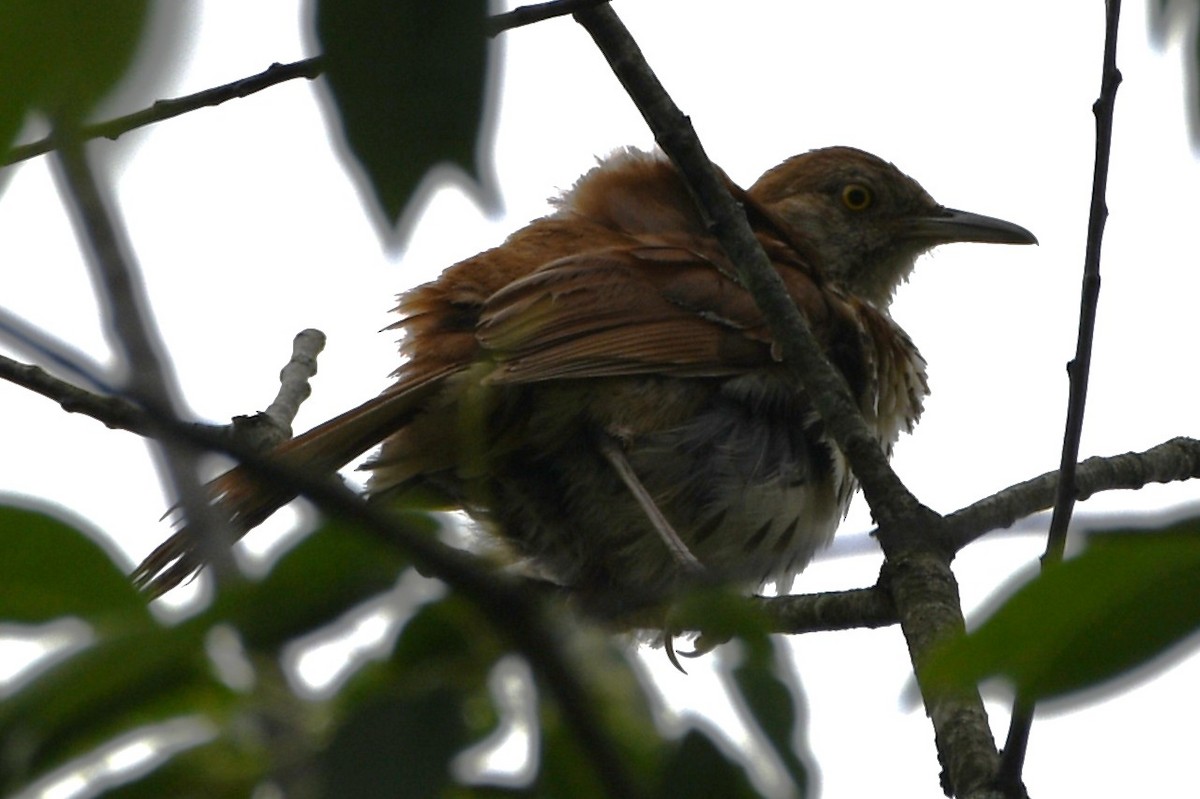 Brown Thrasher - ML638323443