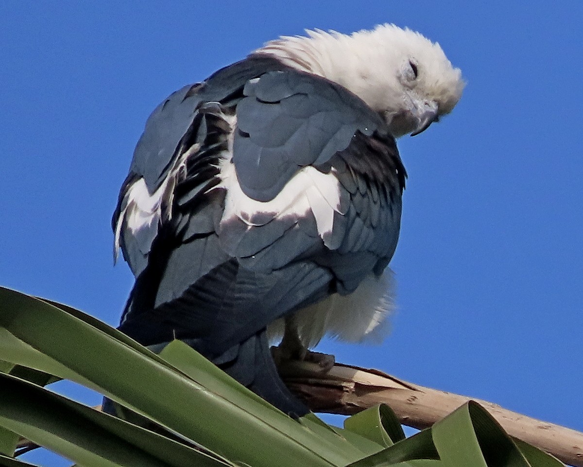 Elanio Tijereta - ML638323447