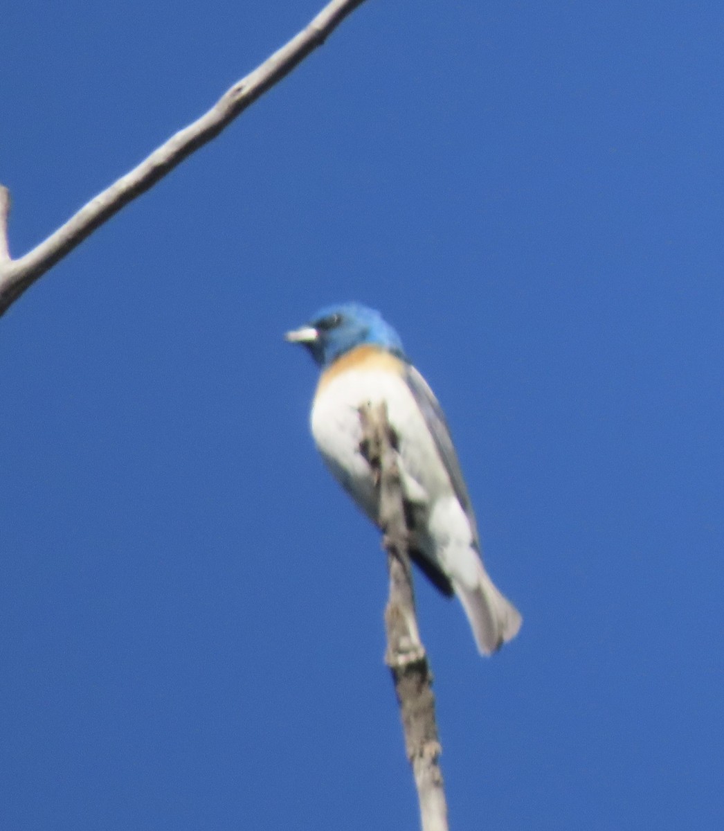 Lazuli Bunting - ML638323451