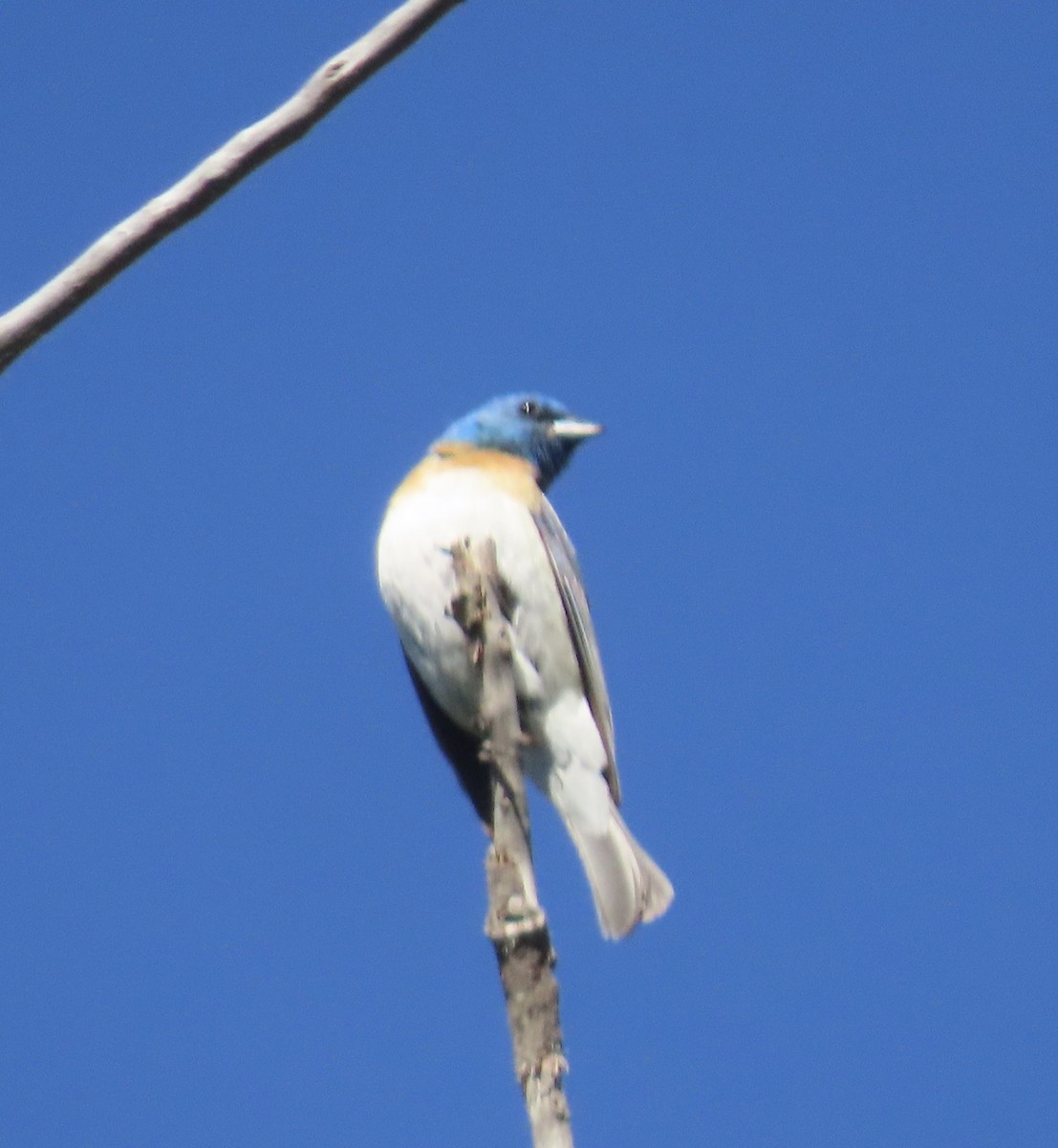 Lazuli Bunting - ML638323454