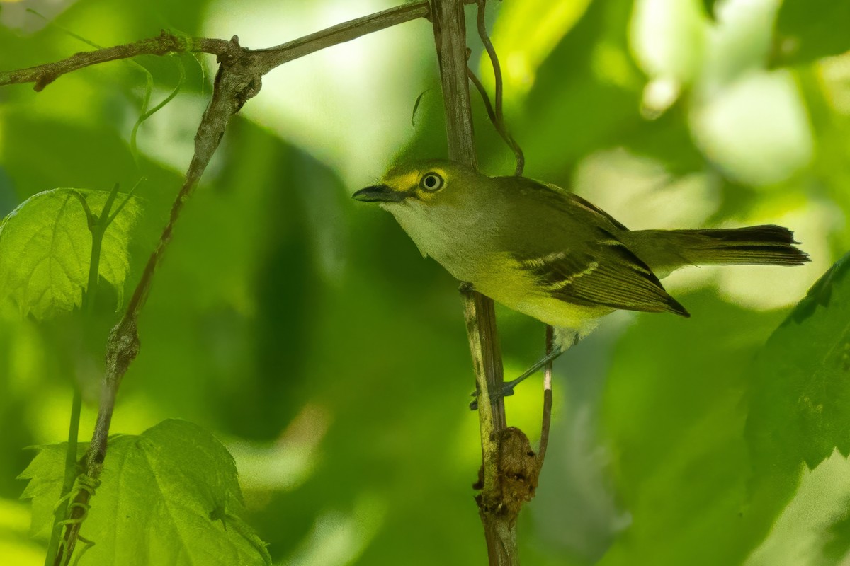 White-eyed Vireo - ML638323455