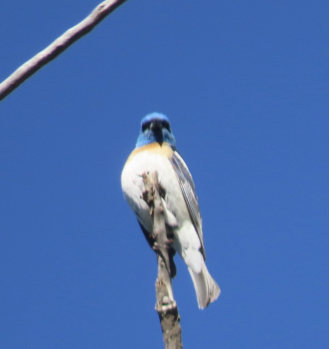 Lazuli Bunting - ML638323457