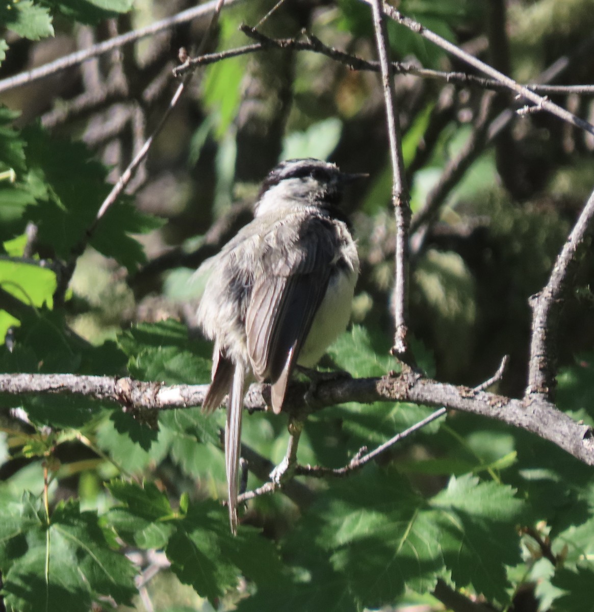 Mountain Chickadee - ML638323473