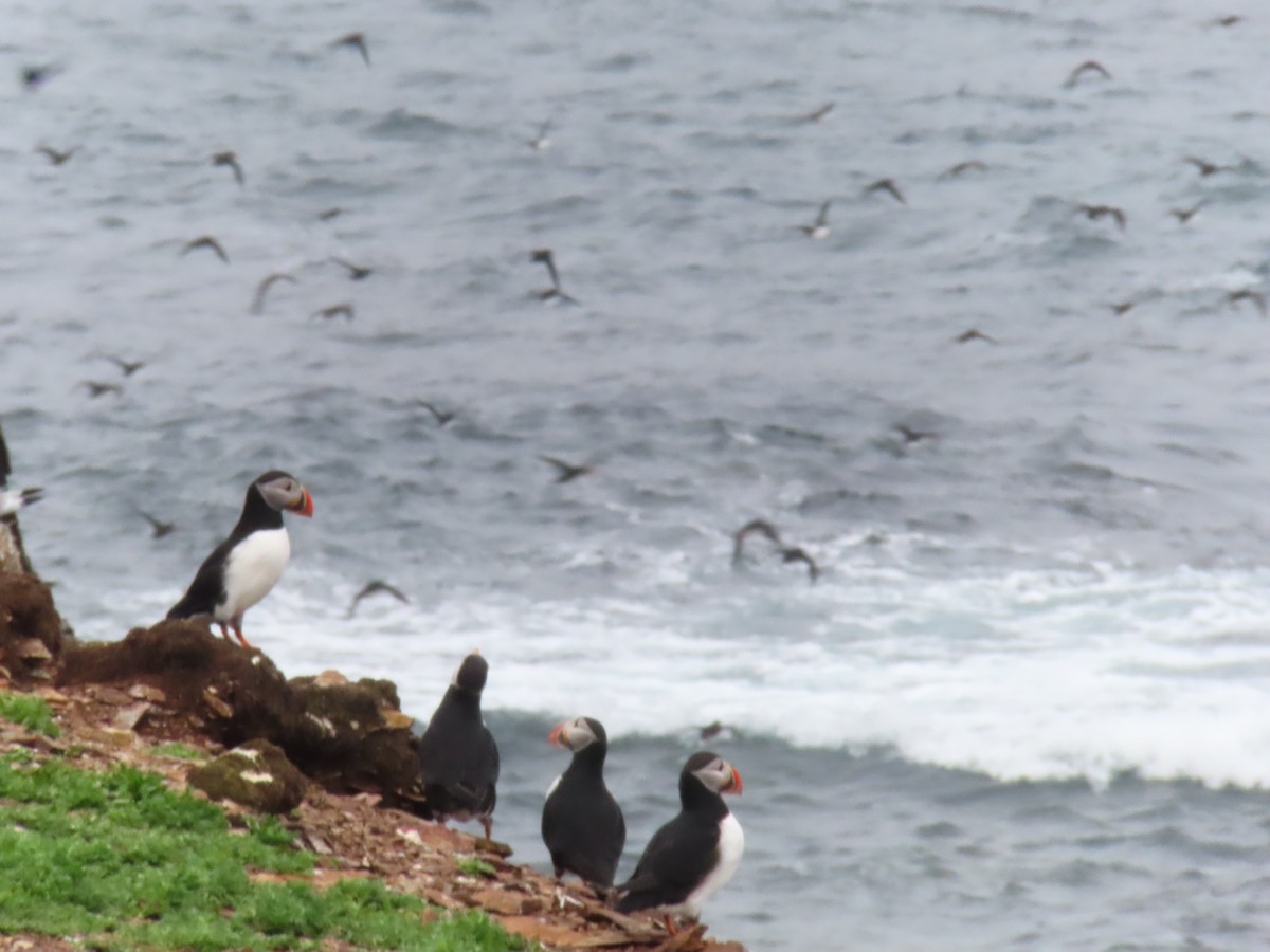 Atlantic Puffin - ML638323476