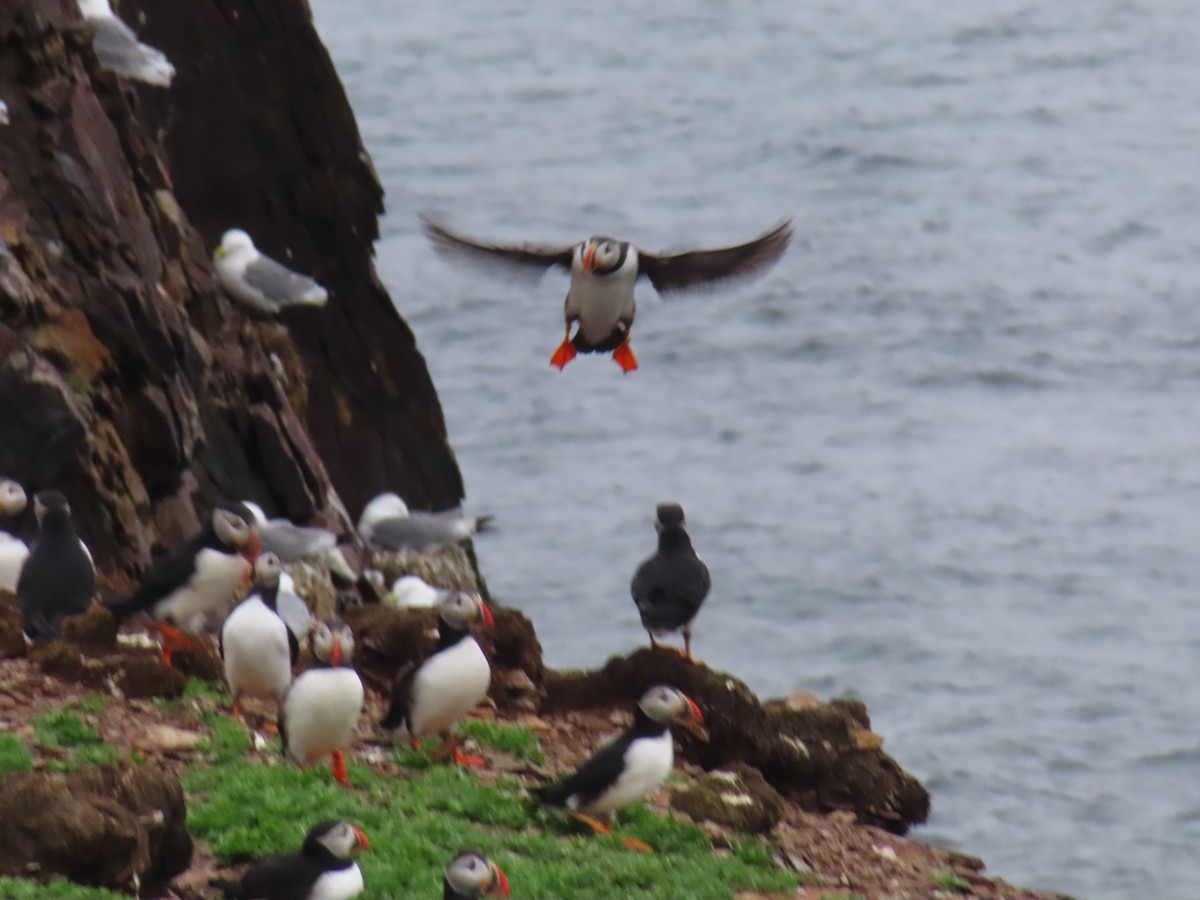 Atlantic Puffin - ML638323477