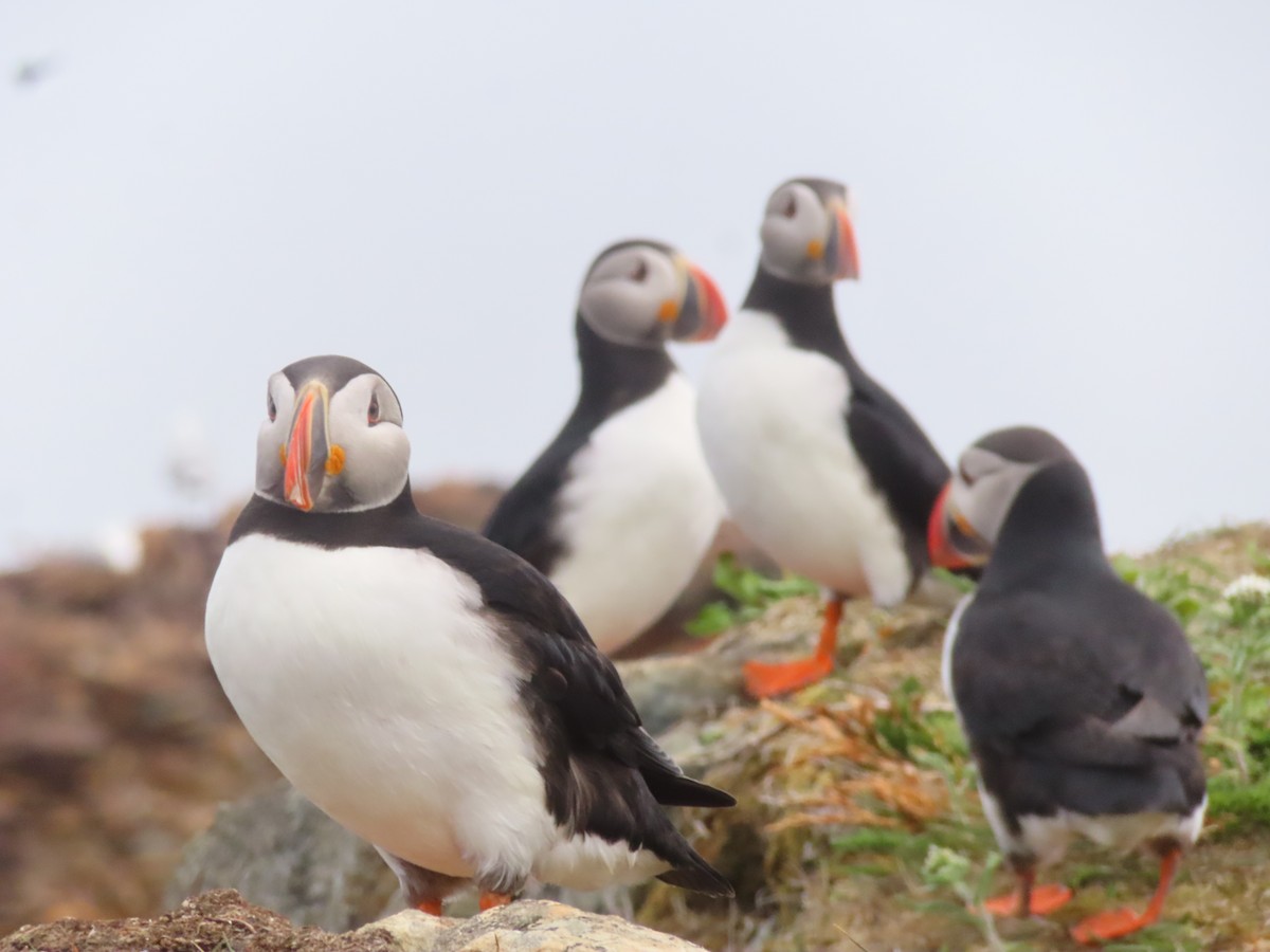 Atlantic Puffin - ML638323478