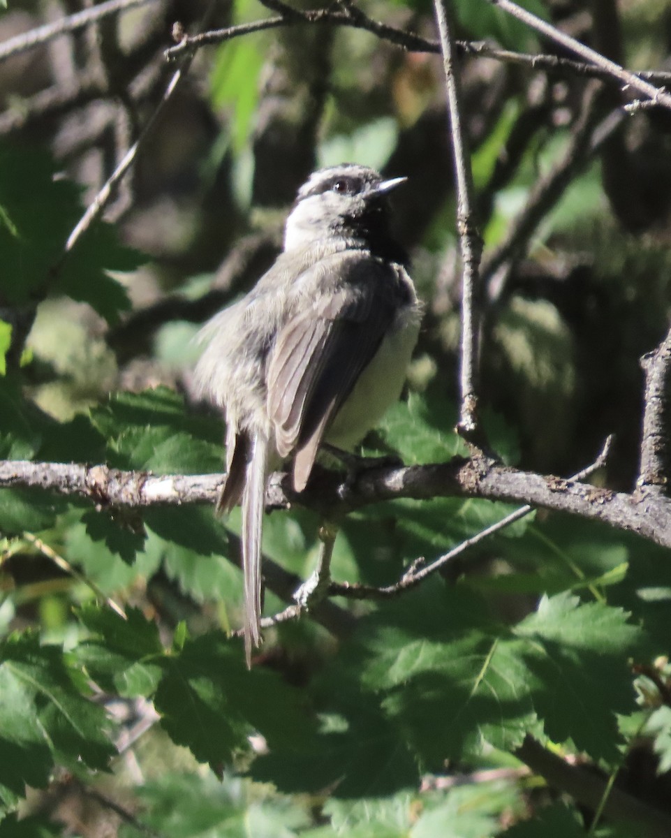 Mountain Chickadee - ML638323479