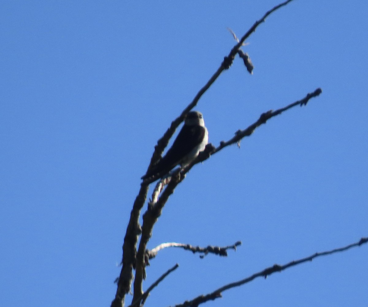 Violet-green Swallow - ML638323486