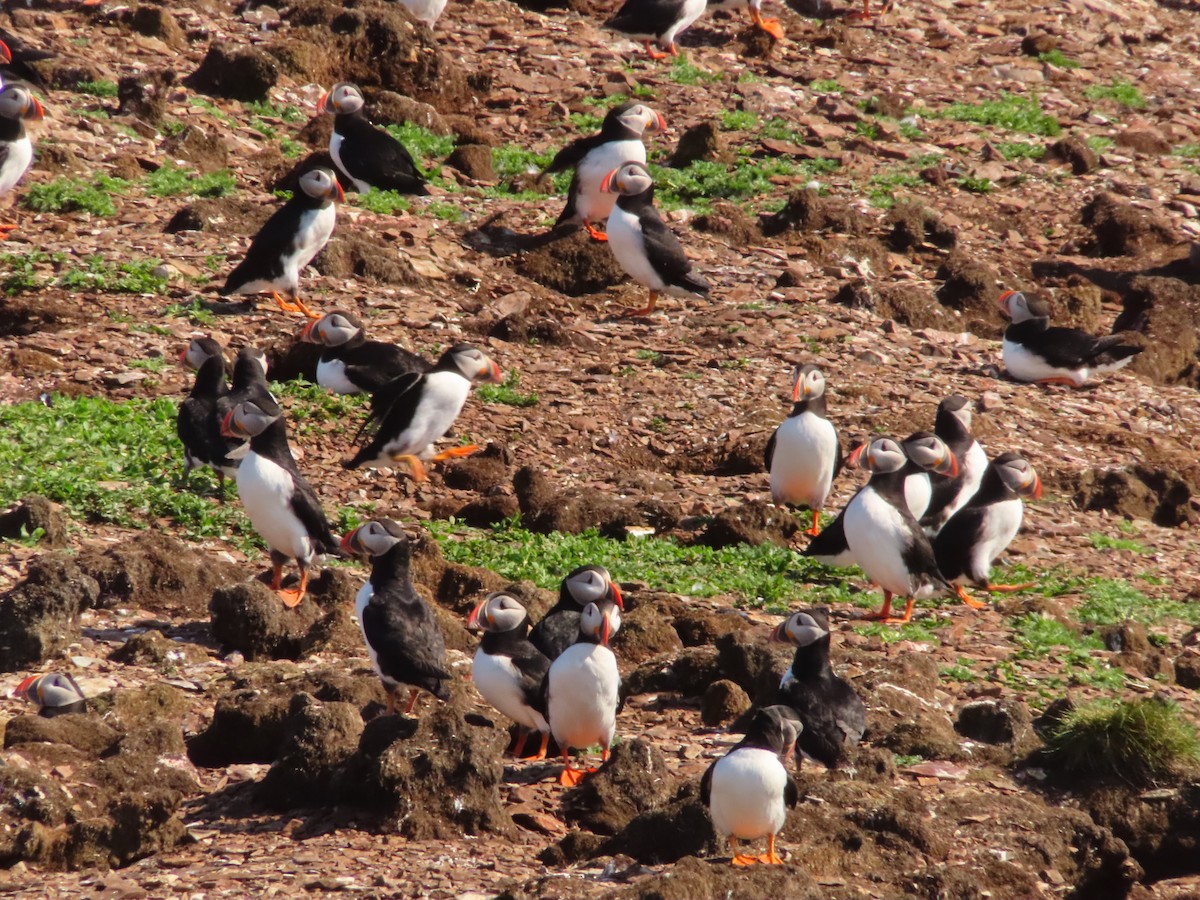 Atlantic Puffin - ML638323487