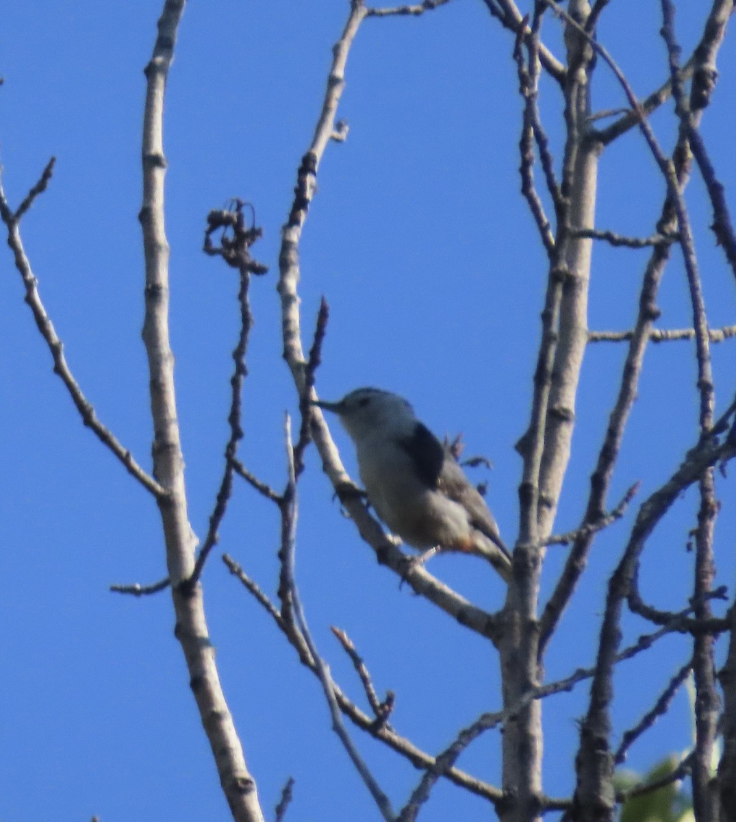 White-breasted Nuthatch - ML638323493
