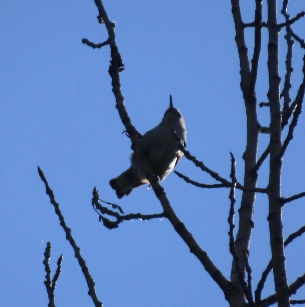 White-breasted Nuthatch - ML638323500