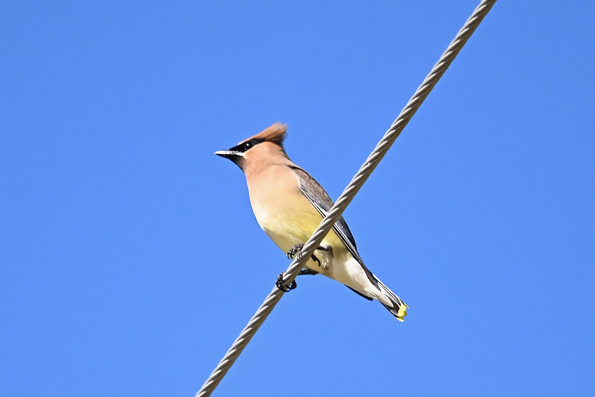 Cedar Waxwing - ML638323501