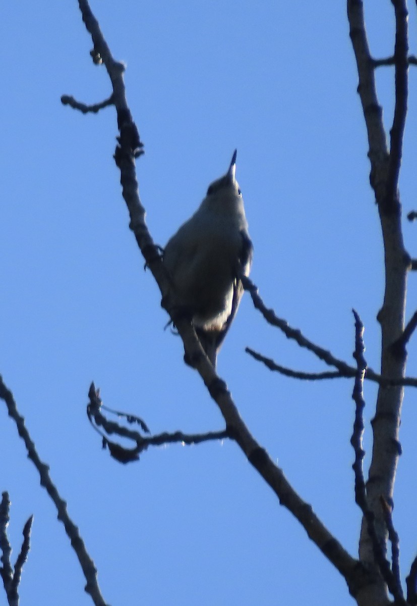 White-breasted Nuthatch - ML638323504
