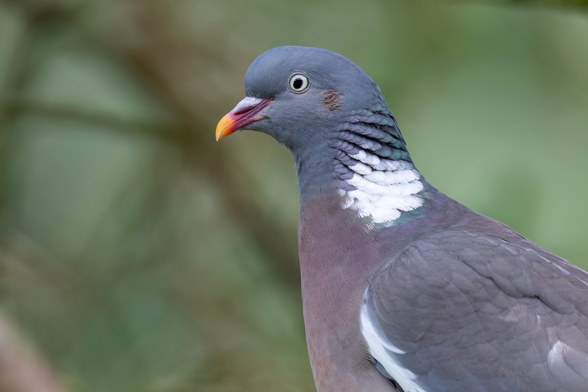 Common Wood-Pigeon (White-necked) - ML638323513