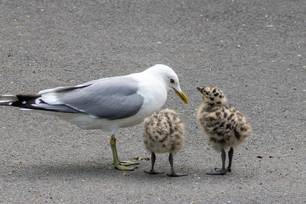 Short-billed Gull - ML638323517