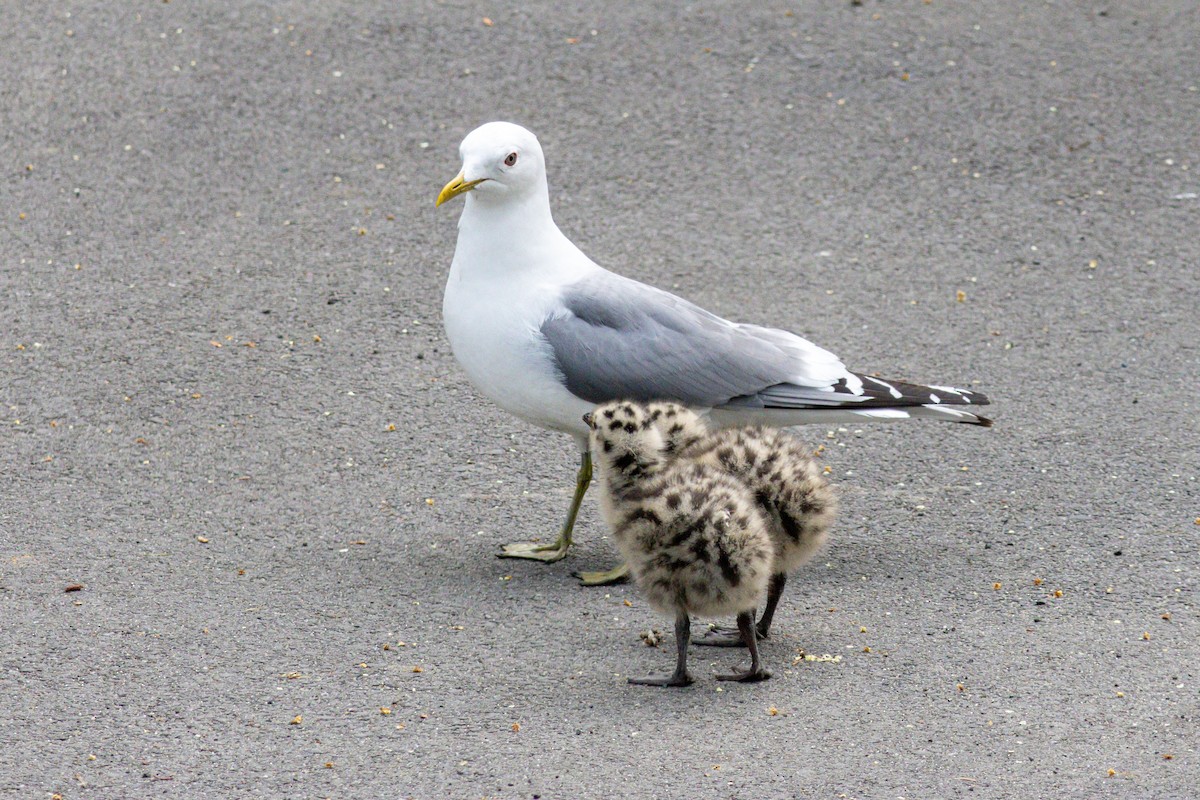 Short-billed Gull - ML638323518