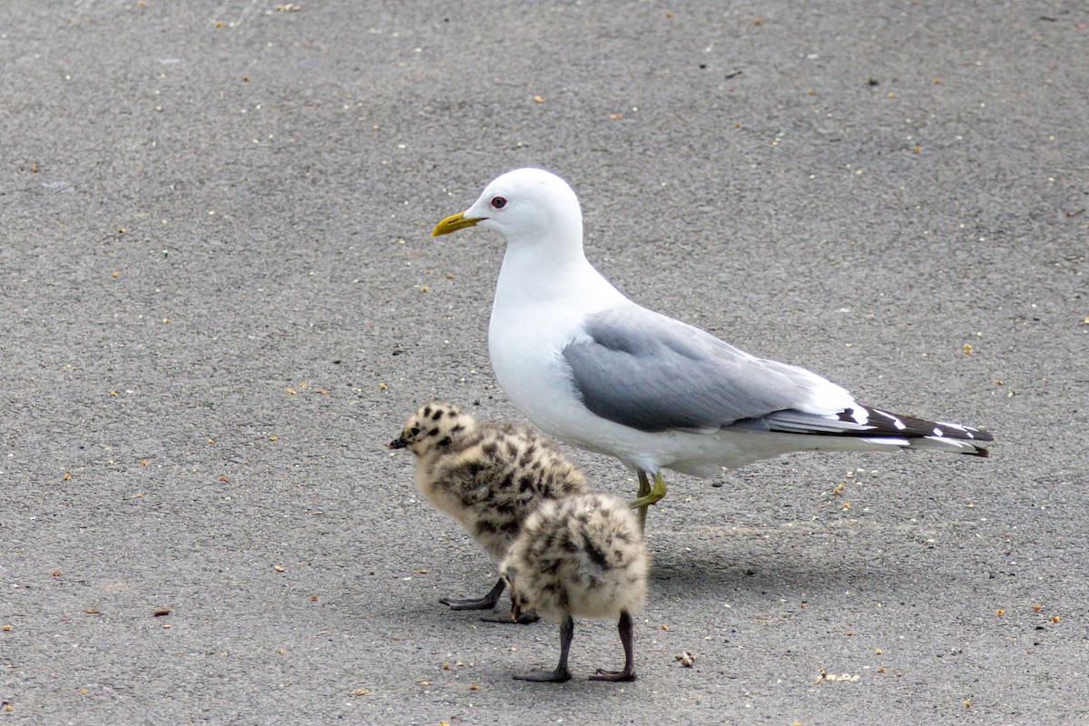 Short-billed Gull - ML638323519