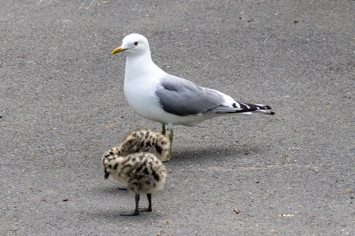 Short-billed Gull - ML638323522