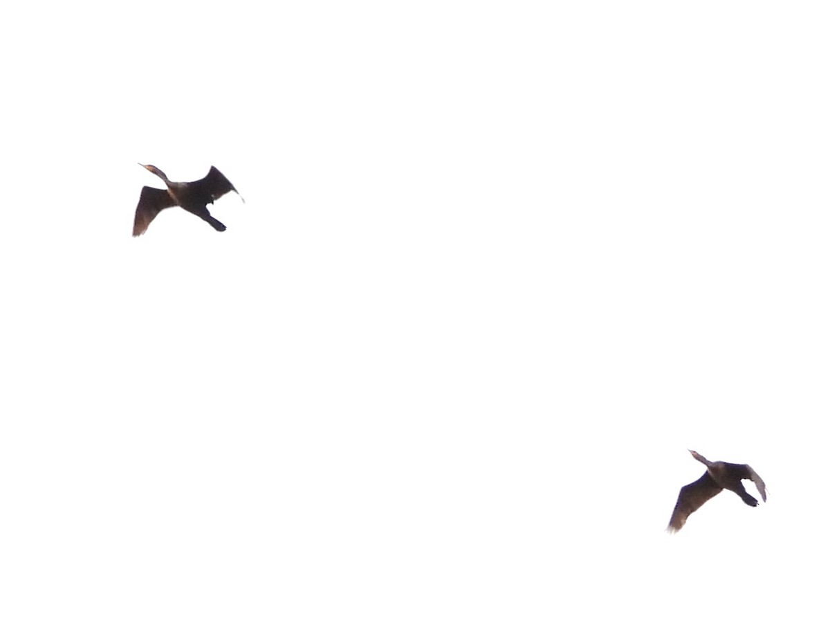 Double-crested Cormorant - ML638323524