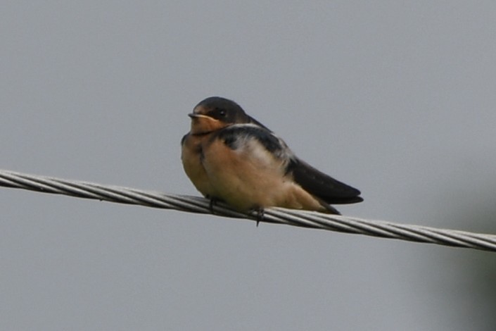 Barn Swallow - ML638323527