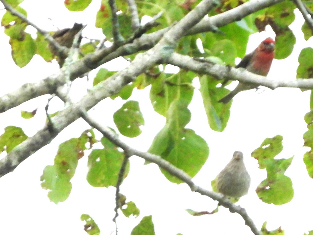 House Finch - ML638323541