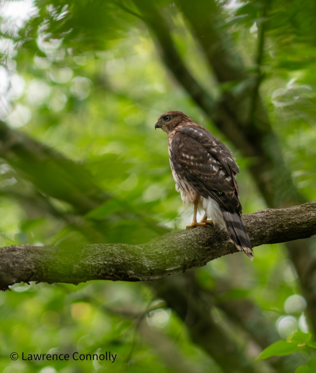 Cooper's Hawk - ML638323542