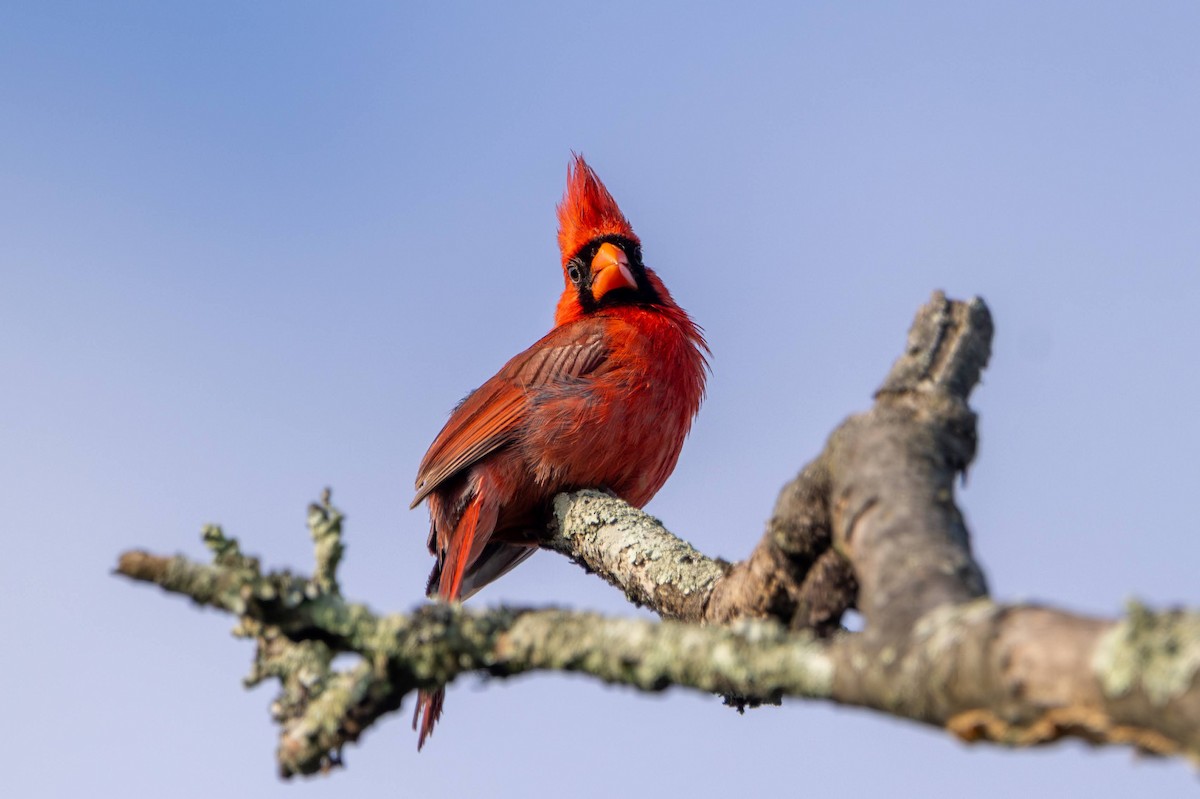 Northern Cardinal - ML638323543