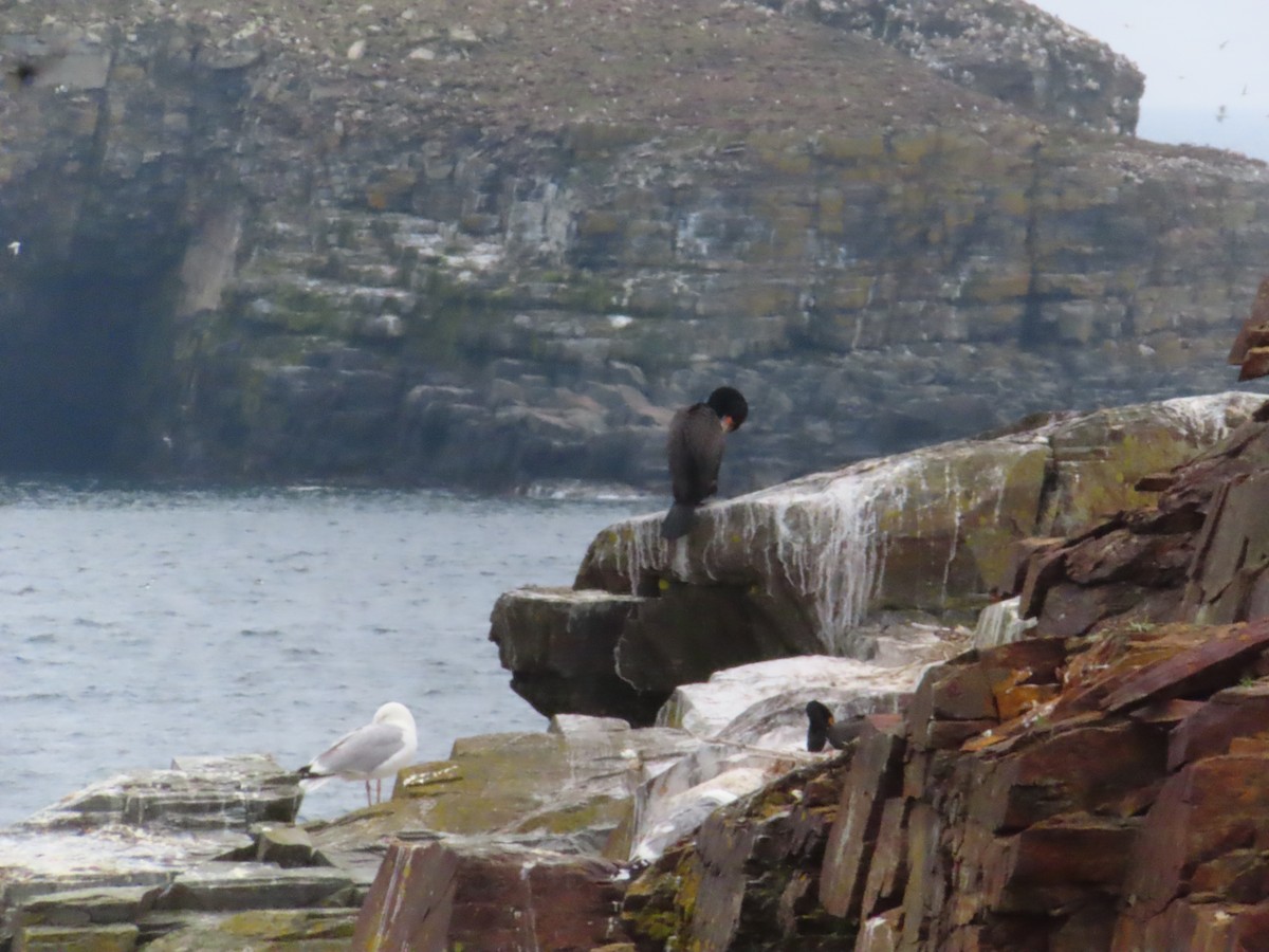 Double-crested Cormorant - ML638323544