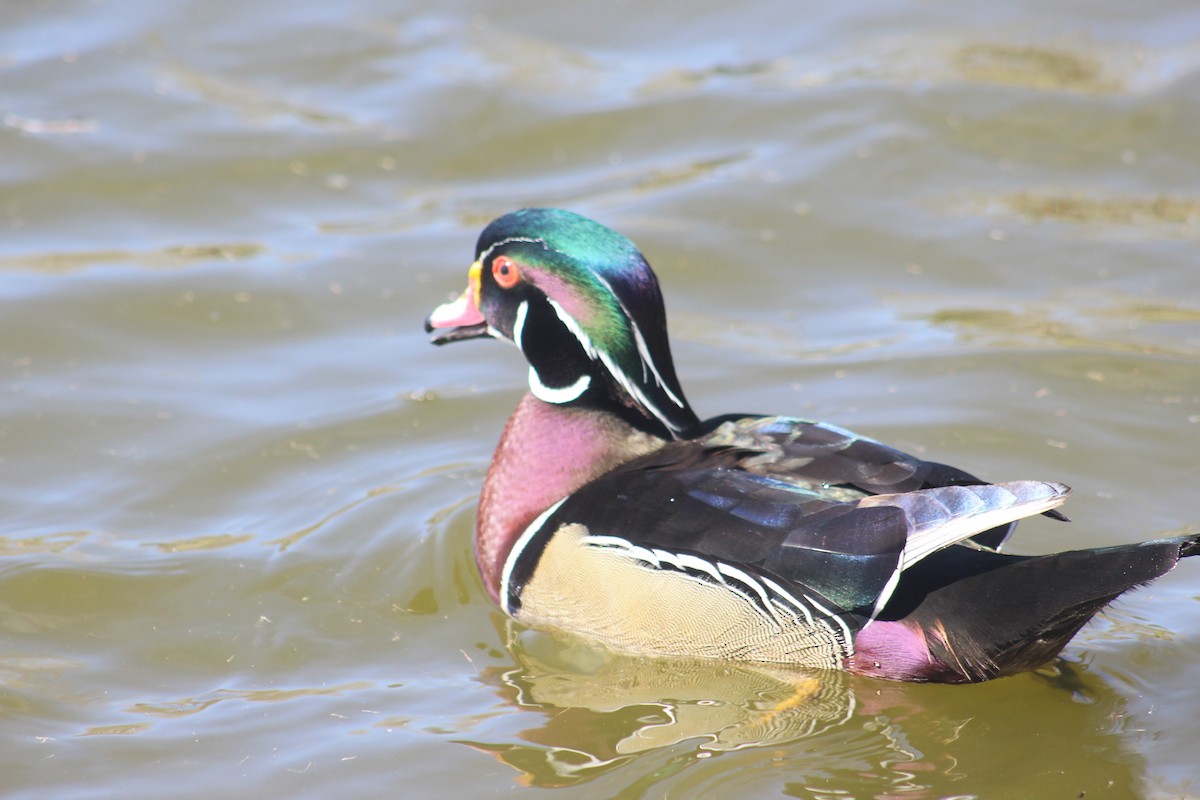 Wood Duck - ML638323546