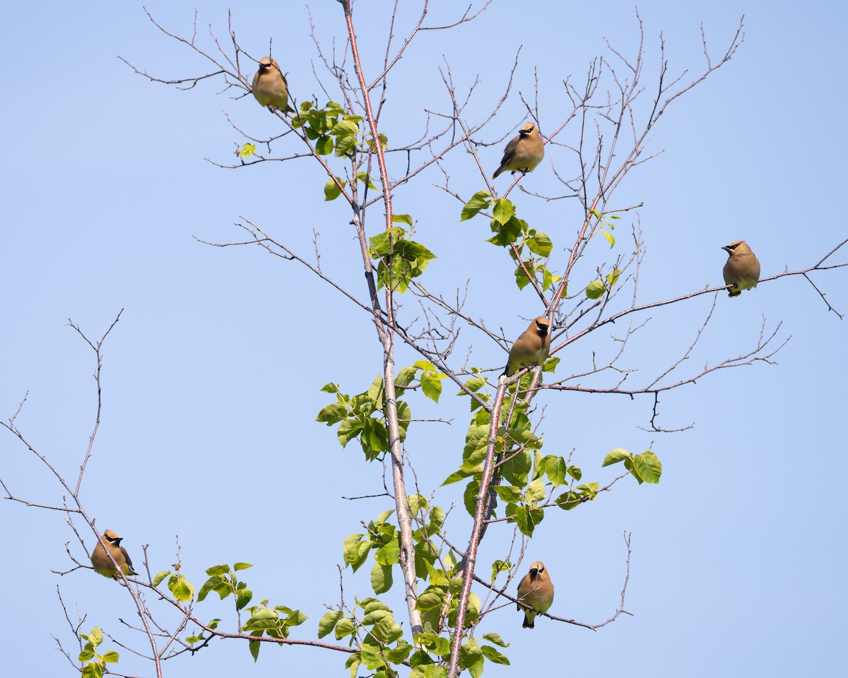 Cedar Waxwing - ML638323548