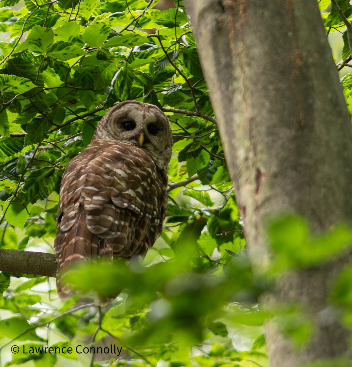 Barred Owl - ML638323552