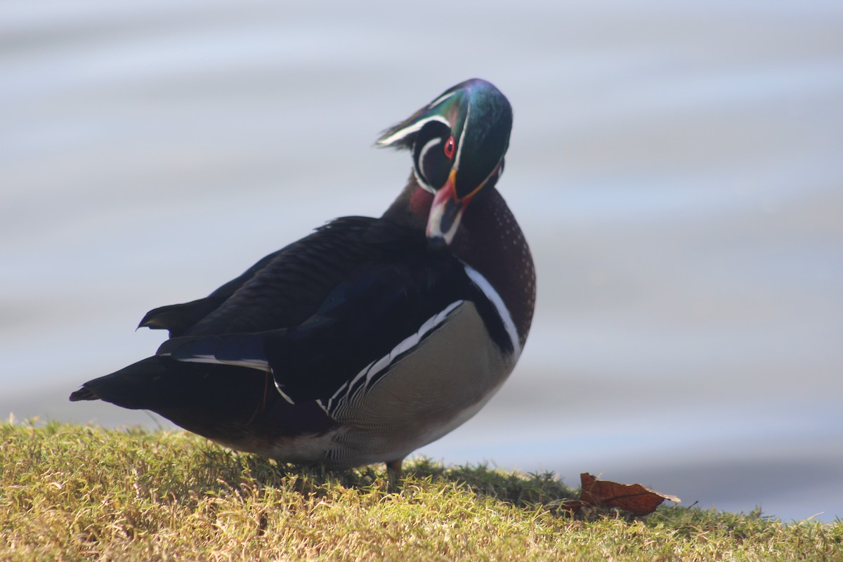 Wood Duck - ML638323553
