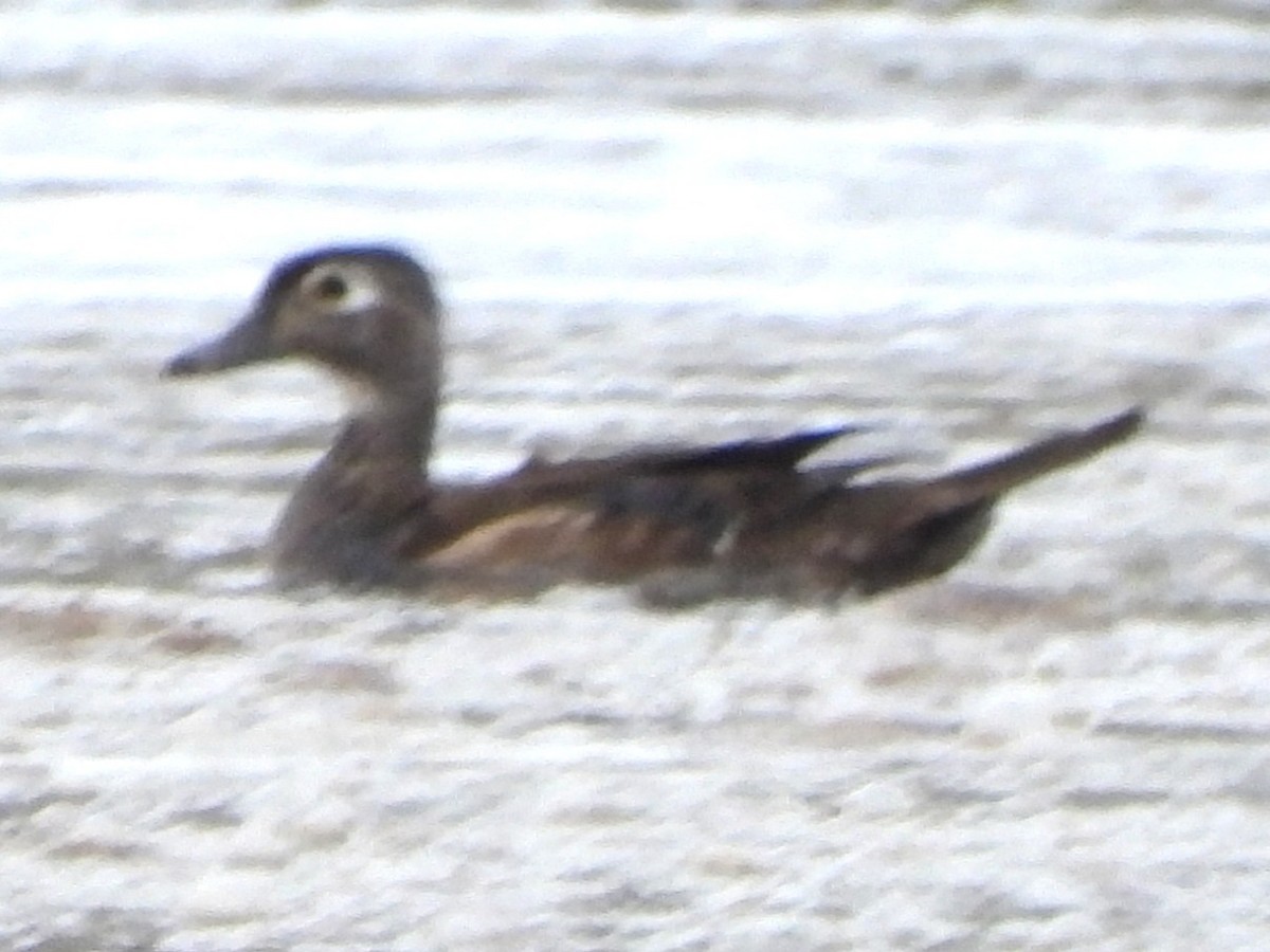 Wood Duck - ML638323554