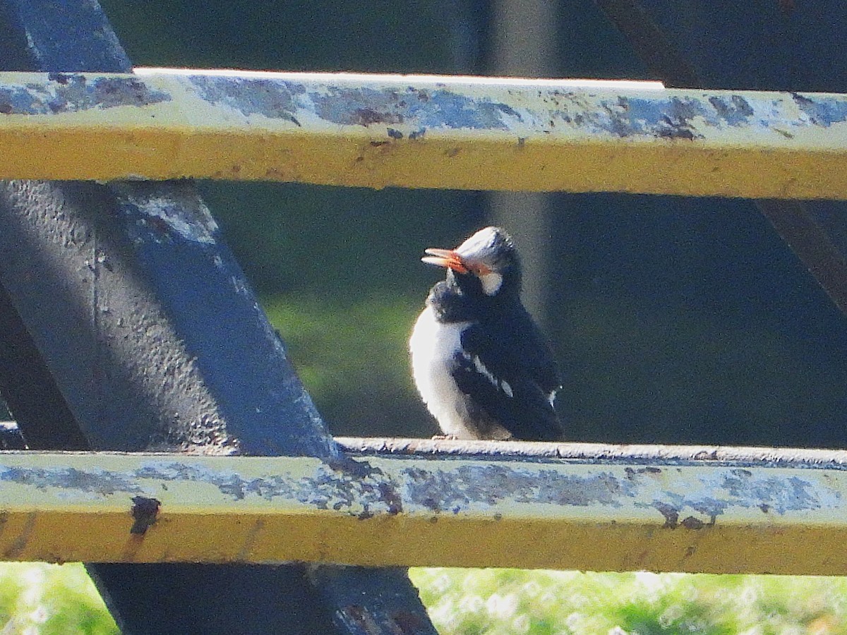 Siamese Pied Starling - ML638323556