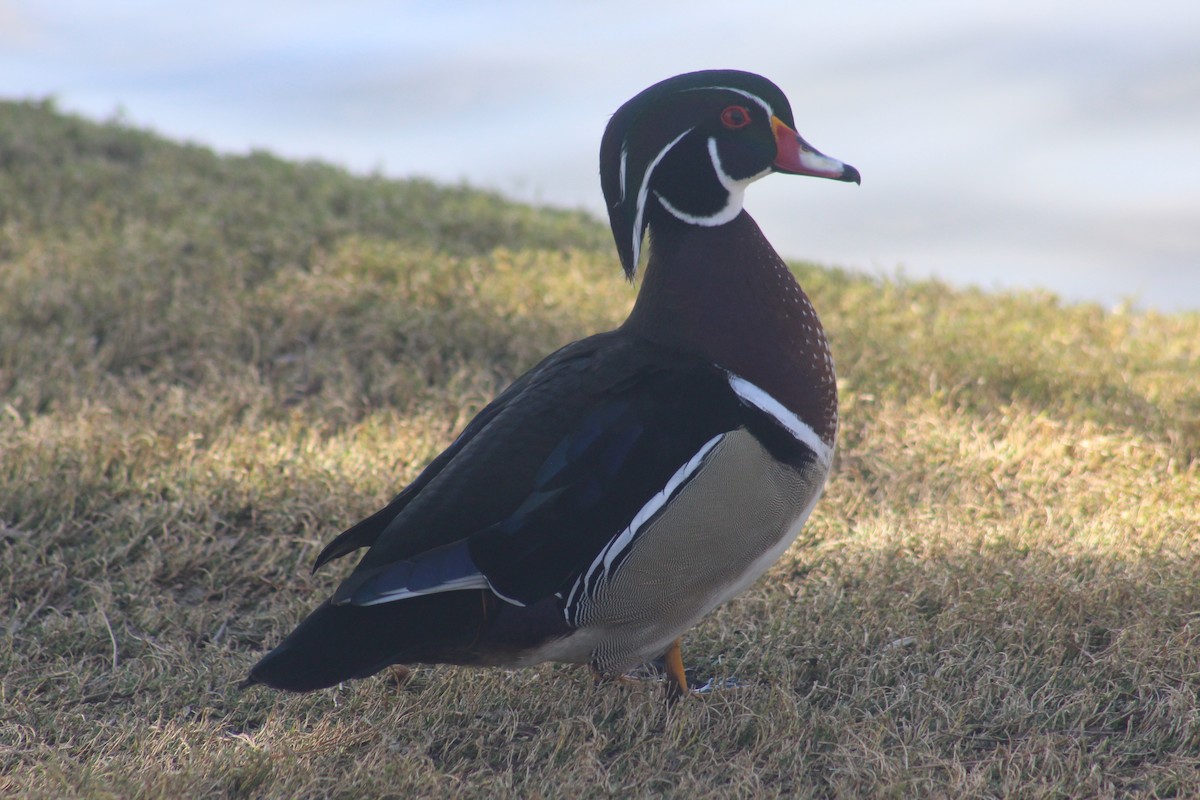 Wood Duck - ML638323557