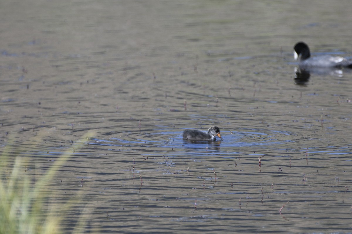 American Coot - ML638323559