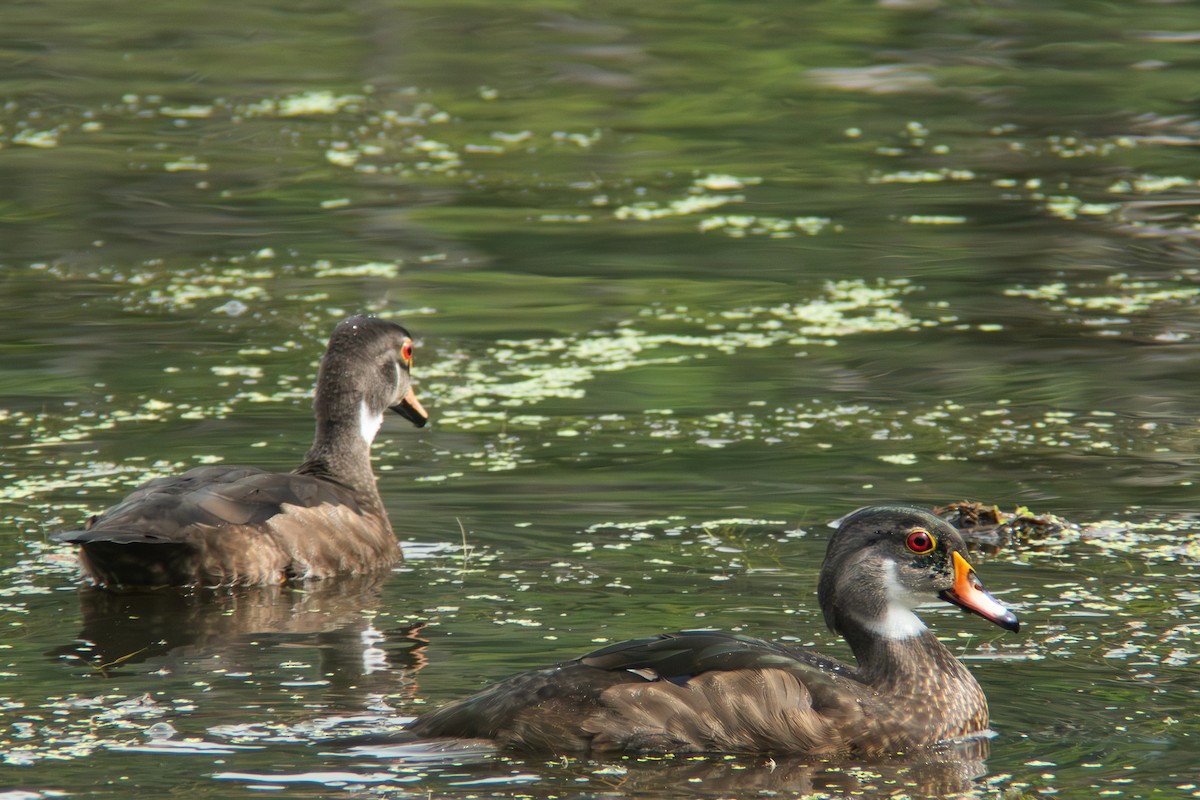 Wood Duck - ML638323572