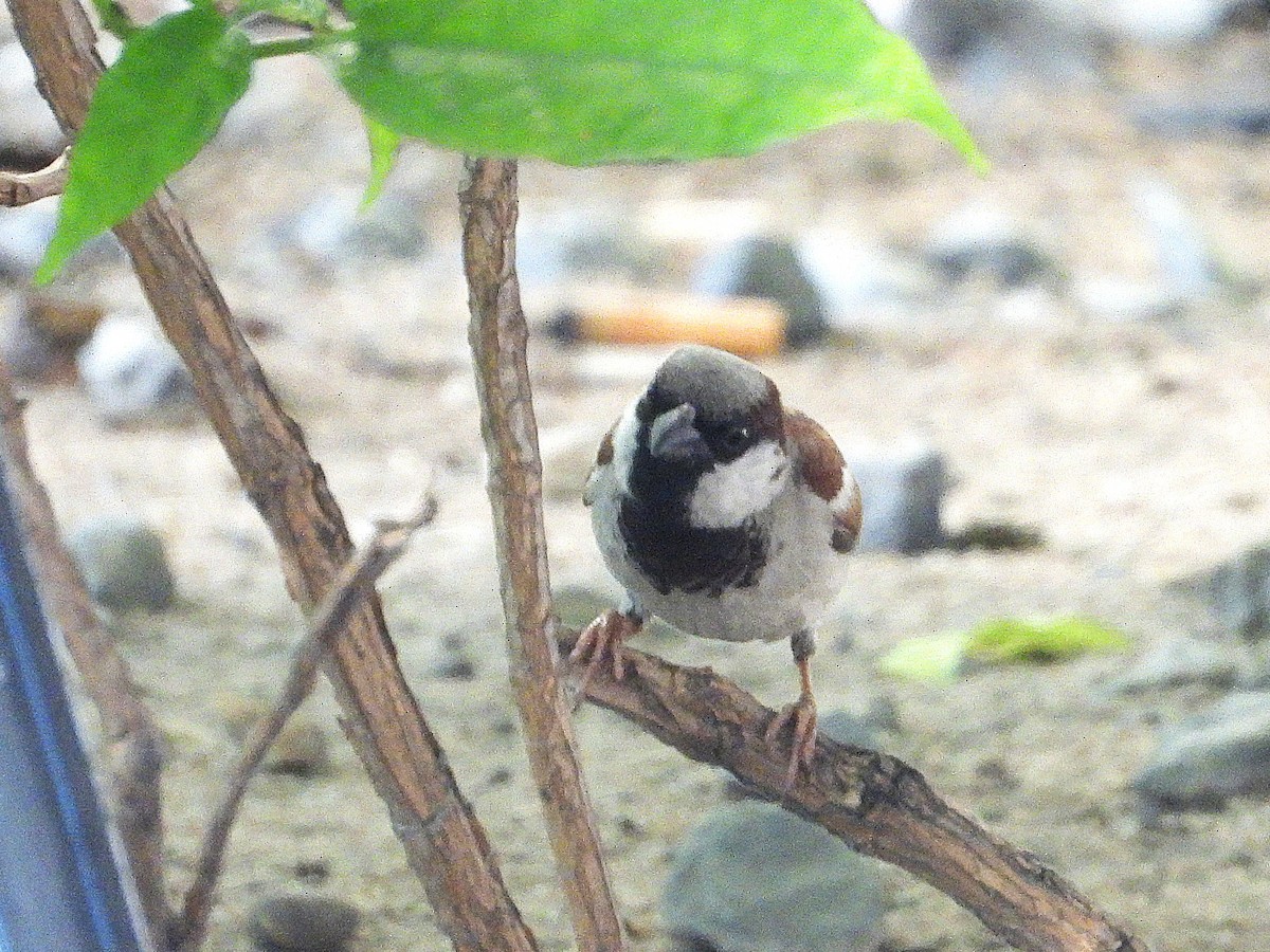 家麻雀 - ML638323573