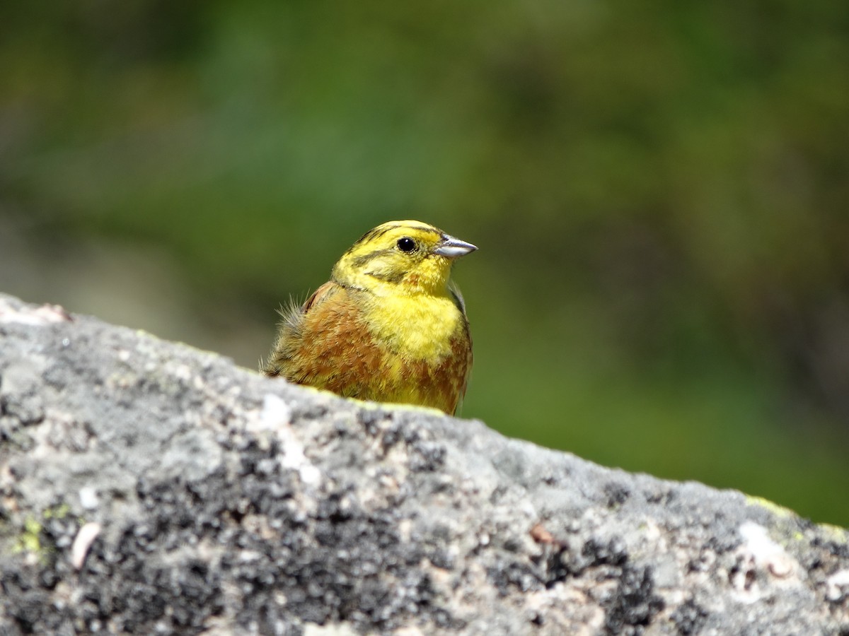 Bruant jaune - ML638323576