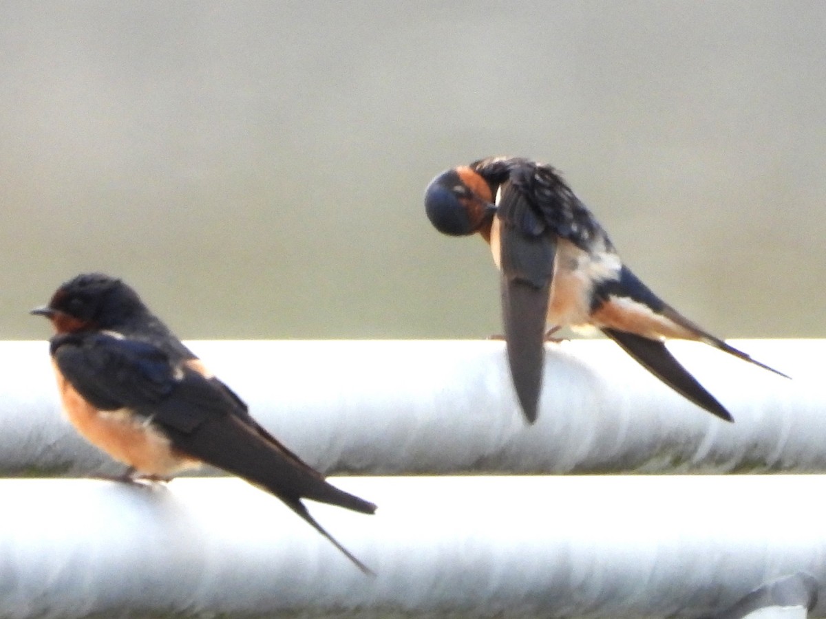 Barn Swallow - ML638323578