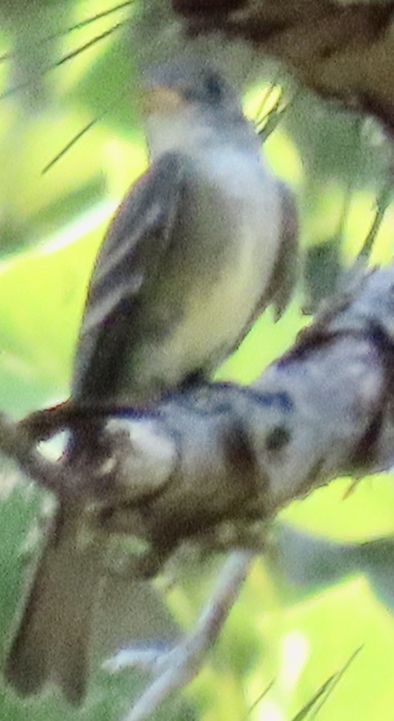 Acadian Flycatcher - ML638323579