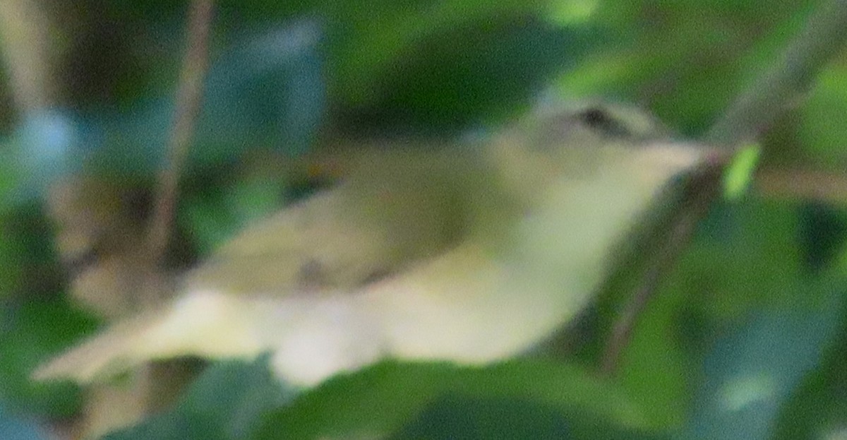 Kızıl Gözlü Vireo - ML638323596